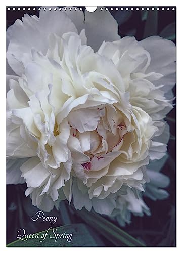 Peony - Queen of Spring (Wandkalender 2024 DIN A3 hoch), CALVENDO Monatskalender: Perfect gift for flower lovers
