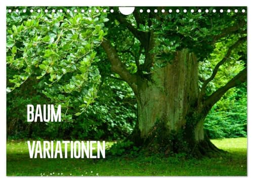 Baum-Variationen (Wandkalender 2025 DIN A4 quer), CALVENDO Monatskalender: Ob als Wald, Allee oder einzelstehender Blickfang ¿ Bäume bereichern unsere ... und nachhaltig. (CALVENDO Natur) von CALVENDO