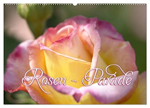 Rosen - Parade (Wandkalender 2025 DIN A2 quer), CALVENDO Monatskalender von CALVENDO