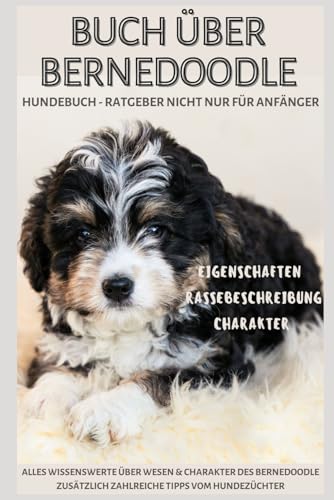 Der Bernerdoodle, Doodle, Berner Sennenhund x Pudel, Rasse-Portrait, Hundebuch über den Welpenkauf / Hundekauf: Hundebuch für Anfänger vom ... Gesundheit, Größen, Haltung & Züchter Der Bernerdoodle, Doodle, Berner Sennenhund x Pudel, Rasse-Portrait, Hundebuch über den Welpenkauf / Hundekauf: Hundebuch für Anfänger vom ... Gesundheit, Größen, Haltung & Züchter
