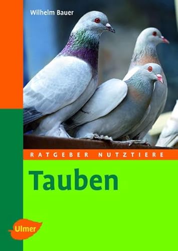 Tauben Tauben