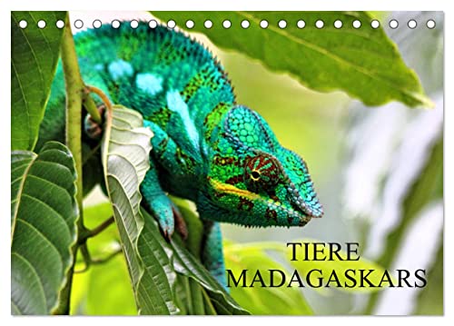 Tiere Madagaskars (Tischkalender 2024 DIN A5 quer), CALVENDO Monatskalender von CALVENDO