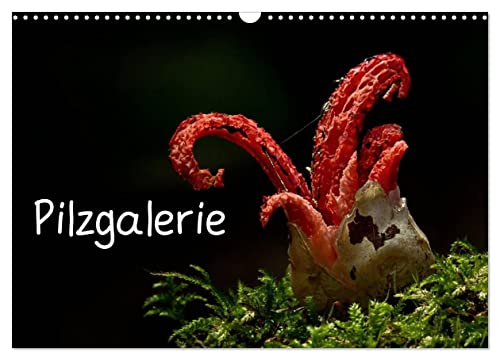 Pilzgalerie (Wandkalender 2024 DIN A3 quer), CALVENDO Monatskalender