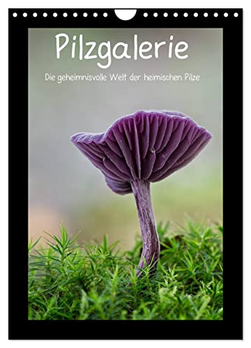 Pilzgalerie - Die geheimnisvolle Welt der heimischen Pilze (Wandkalender 2024 DIN A4 hoch), CALVENDO Monatskalender von CALVENDO