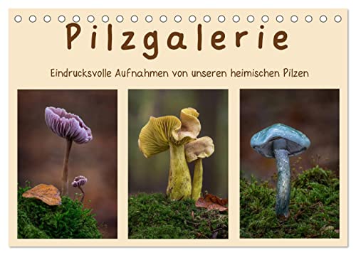 Pilzgalerie - Eindrucksvolle Aufnahmen von unseren heimischen Pilzen (Tischkalender 2024 DIN A5 quer), CALVENDO Monatskalender von CALVENDO