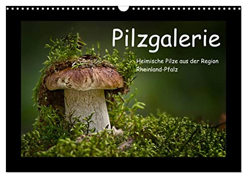 Pilzgalerie - Heimische Pilze aus der Region Rheinland-Pfalz (Wandkalender 2024 DIN A3 quer), CALVENDO Monatskalender