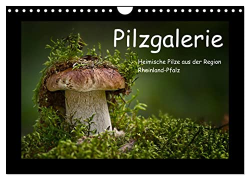 Pilzgalerie - Heimische Pilze aus der Region Rheinland-Pfalz (Wandkalender 2024 DIN A4 quer), CALVENDO Monatskalender von CALVENDO