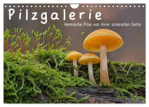 Pilzgalerie - Heimische Pilze von ihrer schönsten Seite (Wandkalender 2024 DIN A4 quer), CALVENDO Monatskalender