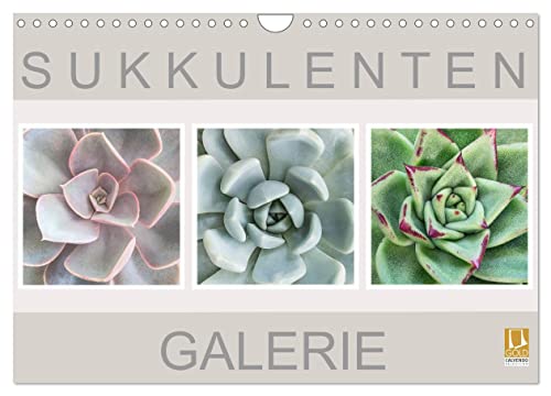 Sukkulenten Galerie (Wandkalender 2025 DIN A4 quer), CALVENDO Monatskalender von CALVENDO