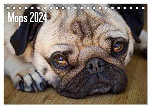 Mops 2024 (Tischkalender 2024 DIN A5 quer), CALVENDO Monatskalender von CALVENDO