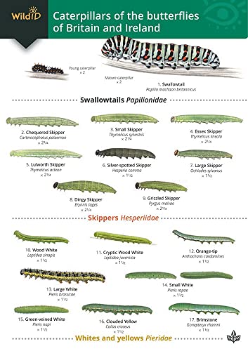Guide to caterpillars of the butterflies of Britain and Ireland von Field Studies Council