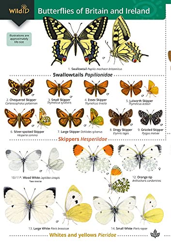 Guide to the butterflies of Britain and Ireland