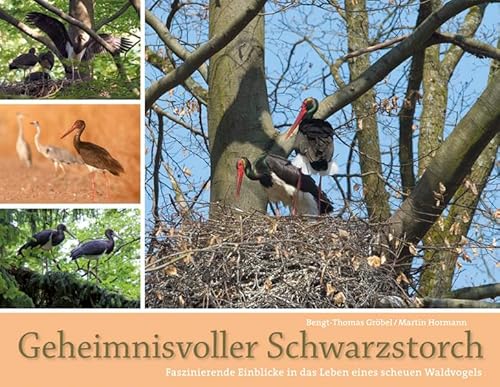 Geheimnisvoller Schwarzstorch: Faszinierende Einblicke in das Leben eines scheuen Waldvogels: Das beeindruckende Leben eines scheuen Waldvogels