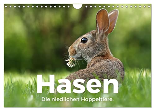 Hasen - Die niedlichen Hoppeltiere. (Wandkalender 2024 DIN A4 quer), CALVENDO Monatskalender