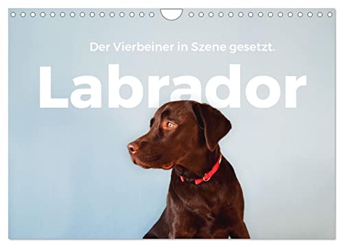 Labrador - Der Vierbeiner in Szene gesetzt. (Wandkalender 2024 DIN A4 quer), CALVENDO Monatskalender