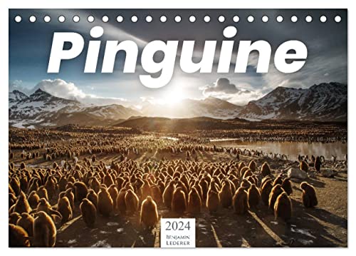 Pinguine - Die sympathischen Frack-Träger (Tischkalender 2024 DIN A5 quer), CALVENDO Monatskalender