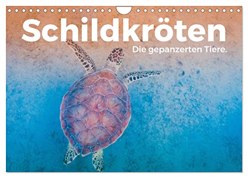 Schildkröten - Die gepanzerten Tiere. (Wandkalender 2024 DIN A4 quer), CALVENDO Monatskalender