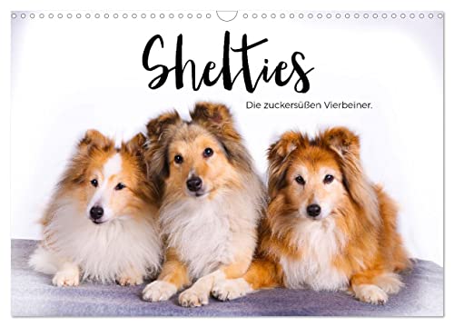 Shelties - Die zuckersüßen Vierbeiner. (Wandkalender 2024 DIN A3 quer), CALVENDO Monatskalender