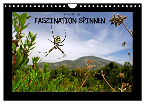 Faszination Spinnen (Wandkalender 2024 DIN A4 quer), CALVENDO Monatskalender von CALVENDO