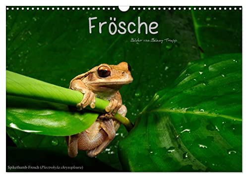 Frösche (Wandkalender 2024 DIN A3 quer), CALVENDO Monatskalender