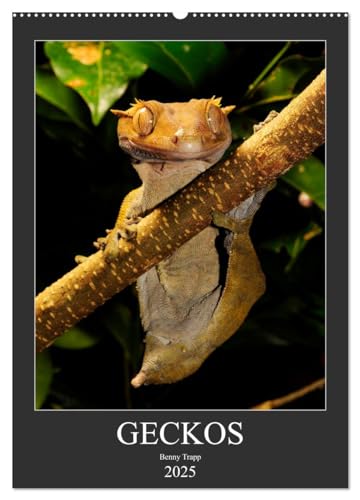 GECKOS (Wandkalender 2025 DIN A2 hoch), CALVENDO Monatskalender von CALVENDO