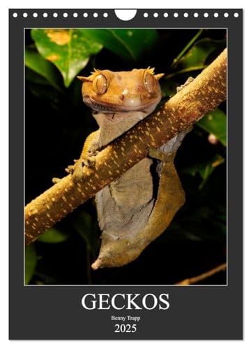 GECKOS (Wandkalender 2025 DIN A4 hoch), CALVENDO Monatskalender