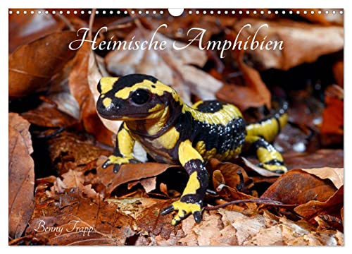 Heimische Amphibien (Wandkalender 2024 DIN A3 quer), CALVENDO Monatskalender