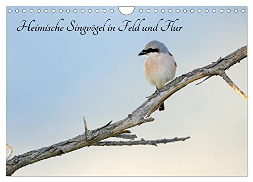 Heimische Singvögel in Feld und Flur (Wandkalender 2024 DIN A4 quer), CALVENDO Monatskalender