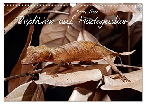 Reptilien auf Madagaskar (Wandkalender 2024 DIN A3 quer), CALVENDO Monatskalender