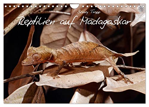 Reptilien auf Madagaskar (Wandkalender 2025 DIN A4 quer), CALVENDO Monatskalender