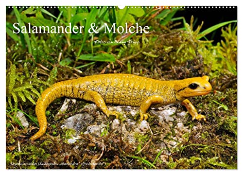 Salamander und Molche (Wandkalender 2025 DIN A2 quer), CALVENDO Monatskalender von CALVENDO