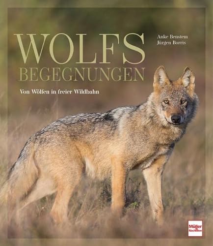 Wolfsbegegnungen: Von Wölfen in freier Wildbahn von Müller Rüschlikon