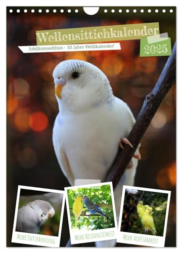 Wellensittichkalender Jubiläumsedition - 10 Jahre Wellensittichkalender! (Wandkalender 2025 DIN A4 hoch), CALVENDO Monatskalender von CALVENDO
