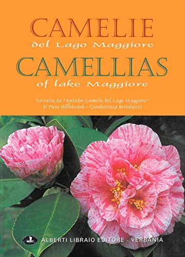 Camelie del Lago Maggiore. Estratto da «Antiche camelie» (Verbano illustrato) von Alberti