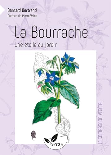 La Bourrache - Une étoile au jardin