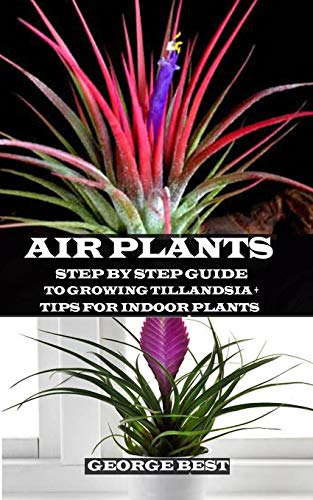 AIR PLANT: Step by Step Guide to Growing Tillandsia + Tips for Indoor Plants von Independently Published