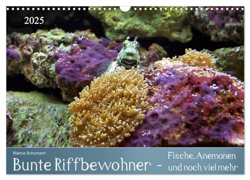Bunte Riffbewohner - Fische, Anemonen und noch viel mehr (Wandkalender 2025 DIN A3 quer), CALVENDO Monatskalender von CALVENDO
