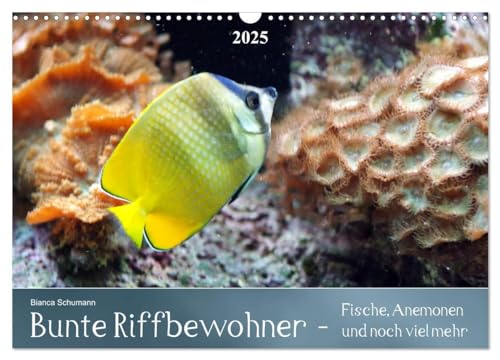Bunte Riffbewohner - Fische, Anemonen und noch viel mehr (Wandkalender 2025 DIN A3 quer), CALVENDO Monatskalender von CALVENDO