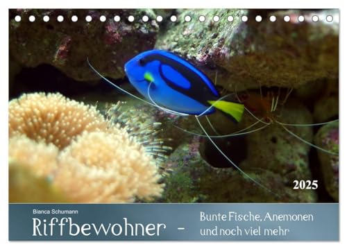Riffbewohner - Bunte Fische, Anemonen und noch viel mehr (Tischkalender 2025 DIN A5 quer), CALVENDO Monatskalender