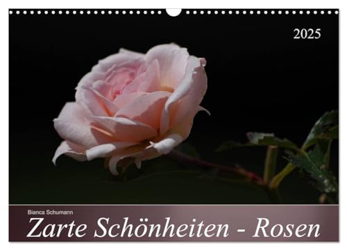 Zarte Schönheiten - Rosen (Wandkalender 2025 DIN A3 quer), CALVENDO Monatskalender von CALVENDO