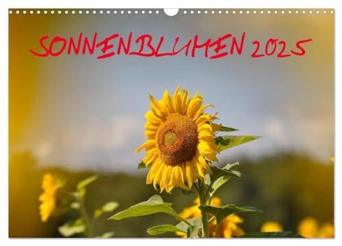 Sonnenblumen 2025 (Wandkalender 2025 DIN A3 quer), CALVENDO Monatskalender