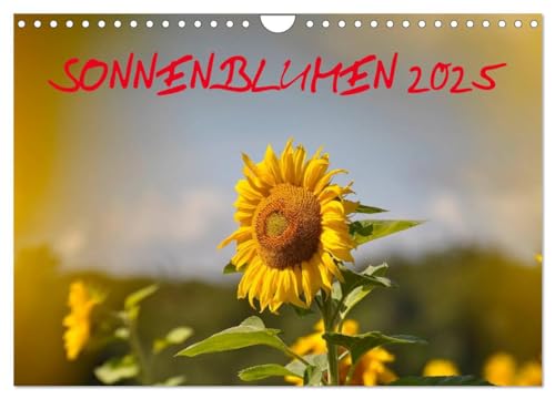 Sonnenblumen 2025 (Wandkalender 2025 DIN A4 quer), CALVENDO Monatskalender