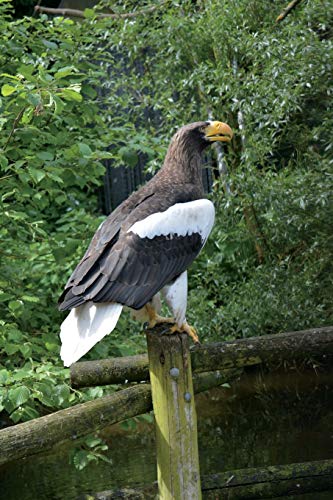 Steller's Sea Eagle Journal: 150 page lined notebook/diary von CreateSpace Independent Publishing Platform
