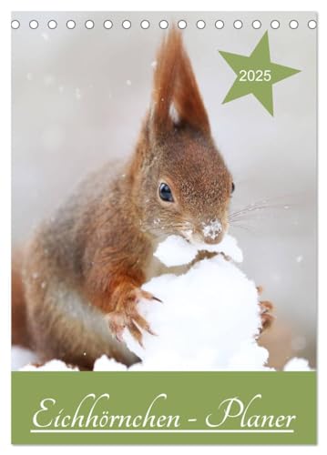 Eichhörnchen - Planer (Tischkalender 2025 DIN A5 hoch), CALVENDO Monatskalender von CALVENDO