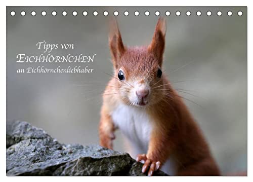 Tipps von Eichhörnchen an Eichhörnchenliebhaber (Tischkalender 2025 DIN A5 quer), CALVENDO Monatskalender