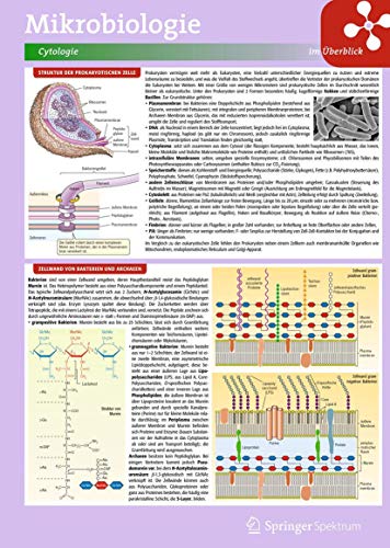 Lerntafel: Mikrobiologie im Überblick: Mikrobiologie Im Überblick (Lerntafeln Biologie)