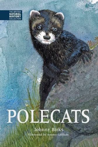 Polecats (The British Natural History Collection, Band 5)