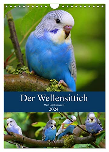 Der Wellensittich - Mein Lieblingsvogel (Wandkalender 2024 DIN A4 hoch), CALVENDO Monatskalender von CALVENDO