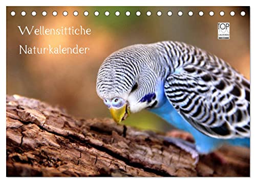 Wellensittiche - Naturkalender (Tischkalender 2025 DIN A5 quer), CALVENDO Monatskalender von CALVENDO