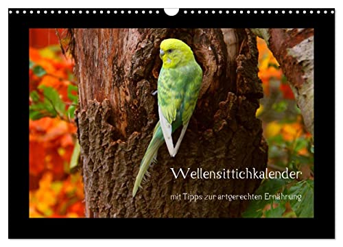Wellensittichkalender mit Tipps zur artgerechten Ernährung (Wandkalender 2025 DIN A3 quer), CALVENDO Monatskalender von CALVENDO